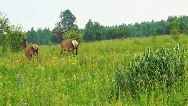Оленье царство смотреть онлайн