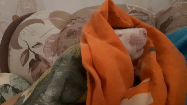 Крысы очень милые животные смотреть онлайн