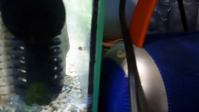 МОЙ НОВЫЙ АКВАРИУМ | 20 ЛИТРОВ