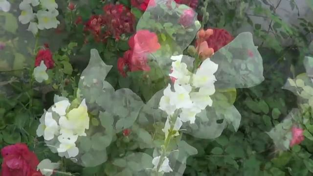 Видеофон САДОВЫЕ ЦВЕТЫ смотреть онлайн