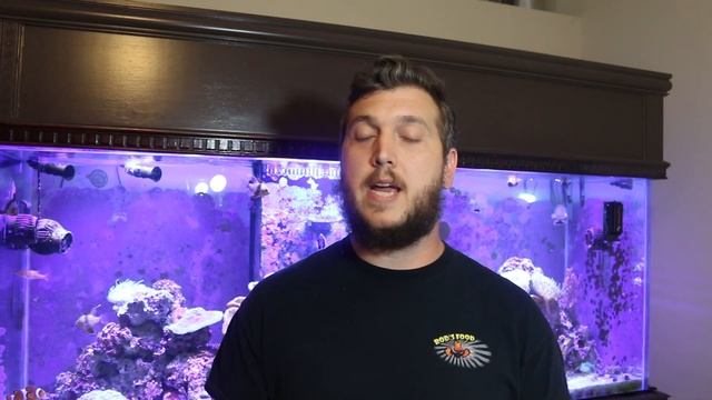 Coral Advice - Leptoseris Coral