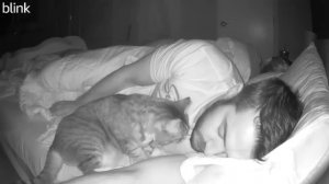 Что кошка делает ночью , скрытая камера !