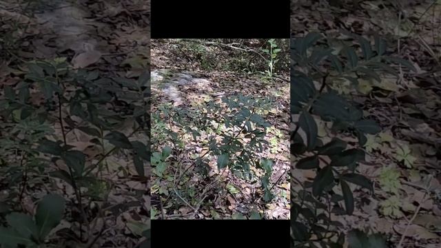 Грибы в Израиле, פטריות בר בישראל -סיורי ליקוט חוזרים בקרוב, Israel Mushroom foraging смотреть онлайн
