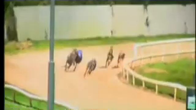 IGB - Irish Retired Greyhound Trust A6 28/10/2019 Race 6 - Youghal смотреть онлайн