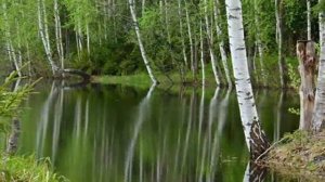 Шуми, шуми берёза. Поёт Светлана Дятел