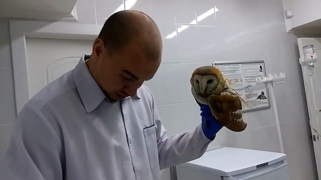 Сова Сипуха. Как мы ее кормим.Остеосинтез крыла птицы ? смотреть онлайн