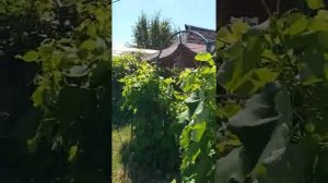 Беседка в ЯПОНСКОМ СТИЛЕ из металла своими руками