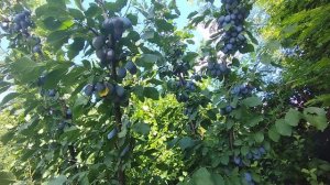 Как плодоносят мои формы плодовых - 2