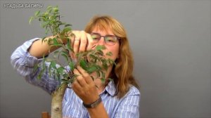 Бонсай из взрослого фикуса Бенджамина (ч.1).