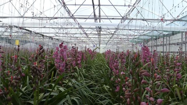 Slaters Orchids смотреть онлайн