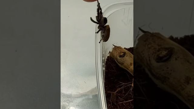 Паук даёт пять!#пауки#микропаук#королевскийпаук