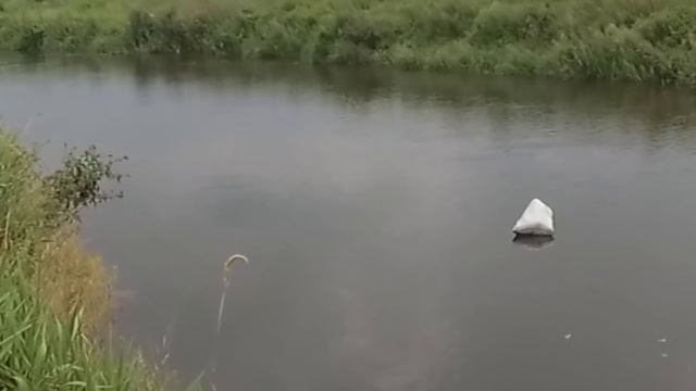 В поисках новых мест на сома. Рыбалка на реке Свислочь. Постановка удилищ. Хранение выползка. смотреть онлайн