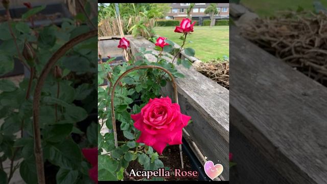 Acapella' Rose