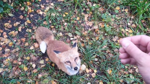 Алиса - лиса. Чем кормить лису, часть 2 смотреть онлайн