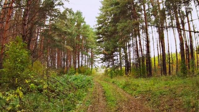 21.09.2021/11:51/+8 - Прогулка по лесу посёлка городского типа Новый Торъял [Walk] смотреть онлайн