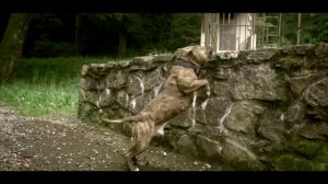 БУЛЛИ - СОБАКА КАЧОК/ АМЕРИКАНСКИЙ БУЛЛИ-САМАЯ ПОПУЛЯРНАЯ ПОРОДА В США/БУЛЛИ - СОБАКА КОМПАНЬОН