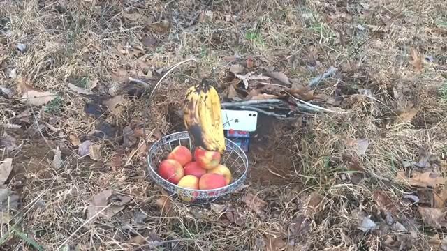 He Buries His Camera And Places Bait At The Hole And What Comes To Take Both Is Definitely Not Huma смотреть онлайн