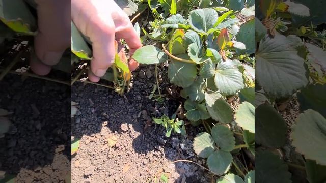 саженцы малины клубники ежевики смотреть онлайн