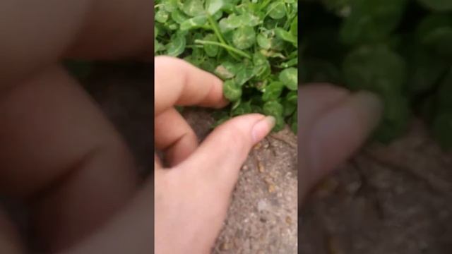 Finding 4 leaf clovers смотреть онлайн