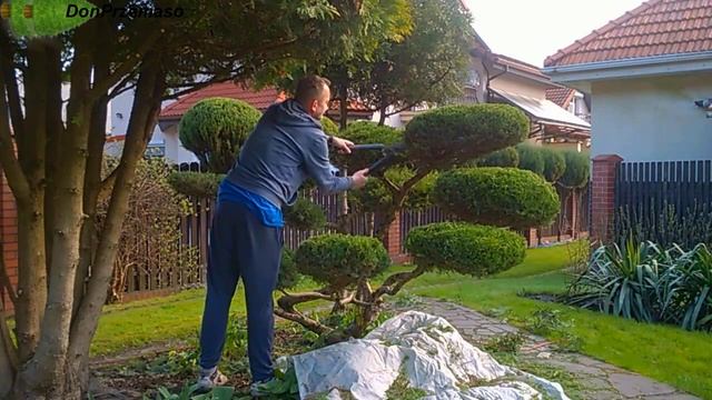Pruning Juniper pfitzeriana in the clouds.Juniperus trimming.cięcie jałowca pfitzeriana. смотреть онлайн