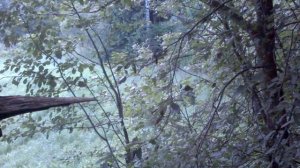 Охота на кабана с лабаза