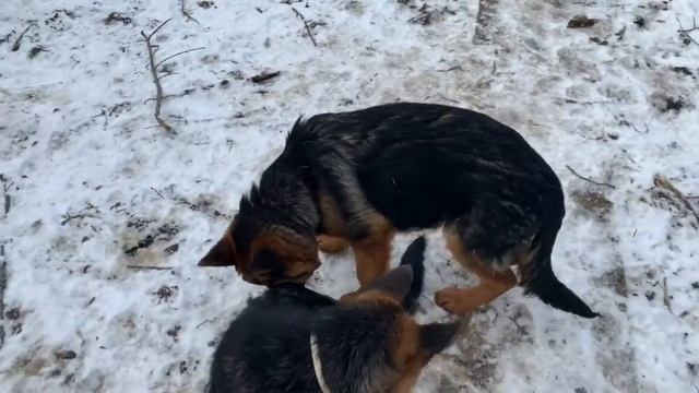 Продолжение зимней прогулки веселые детки от Юппи и Куби смотреть онлайн