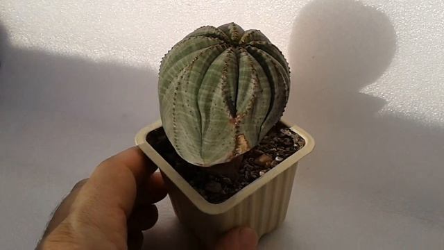 Euphorbia obesa - суккулент смотреть онлайн