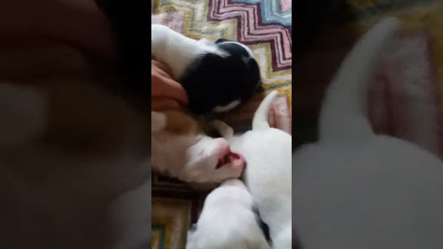 Джек Рассел щенки 18 дней смотреть онлайн