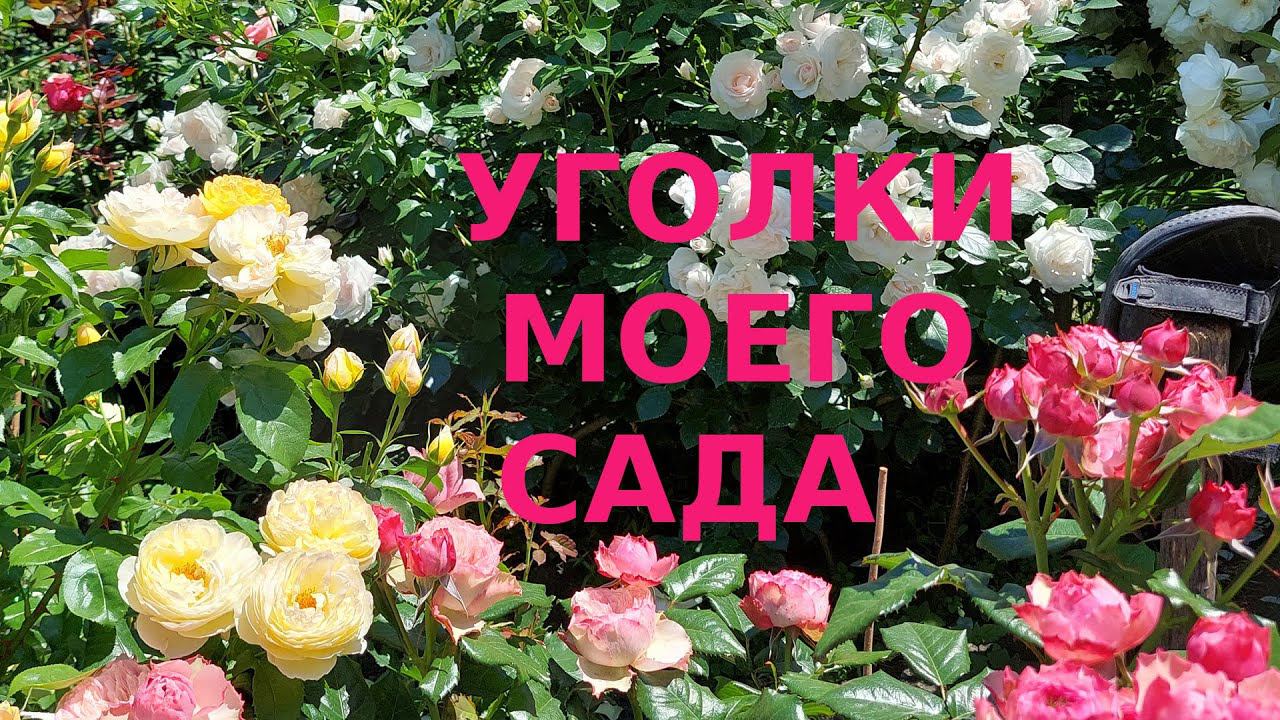 Розы Уголки моего сада #2 смотреть онлайн