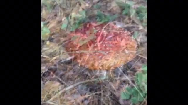 Профи грибники. Самара. Россия. 2016 смотреть онлайн