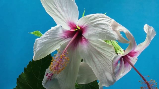 АФФИРМАЦИЯ ДЛЯ НАЧАЛА ЛЮБОГО ДЕЛА/АФФИРМАЦИЯ МОТИВАЦИИ/Я ВСЁ СМОГУ!/АФФИРМАЦИЯ ВСЕЛЕННАЯ ЛЮБИТ МЕНЯ смотреть онлайн