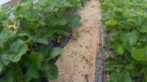 сорт клубники прими.