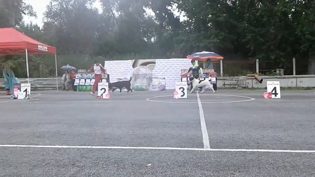 Сибирский Двор Преслава (Никита х СД Лунная Ночь) монопородная в-ка САО 22.08.15 Искитим щенки смотреть онлайн