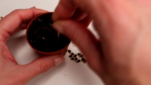 How to grow Hibiscus from Seeds смотреть онлайн