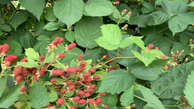 Ежевика Бжезина. Начало созревания 12.07.21 смотреть онлайн