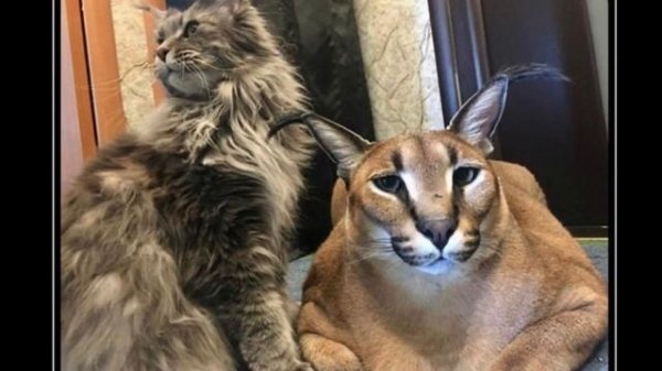 big floppa ultimate compilation