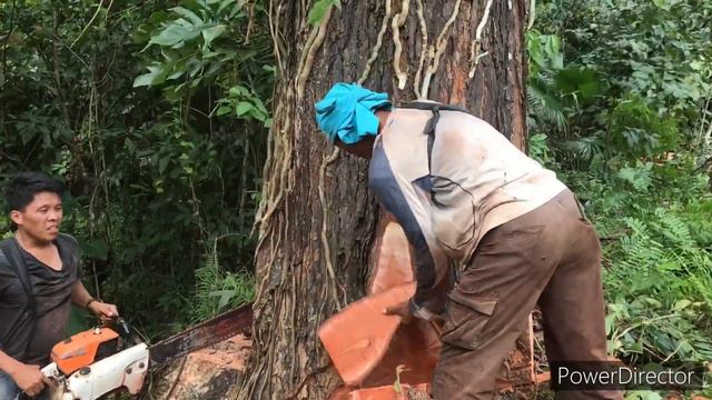 #39 PART 1 Cutting Down 40 Inch circumference mahogany tree смотреть онлайн