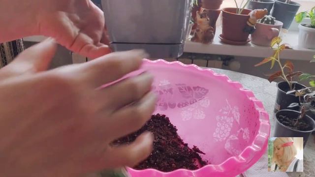 Indoor flowers.Sansevieria🌵 "Viktoria".🙀Детка.🌵Новинка.🌵#part 1 смотреть онлайн