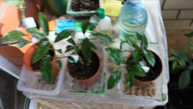 Удобрения для цитрусов.?? Янтарин. Осмокот. Первые бутоны, новые листочки. смотреть онлайн