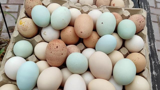 Не нужны яица? Как снизить яйцекладку кур Зимой смотреть онлайн