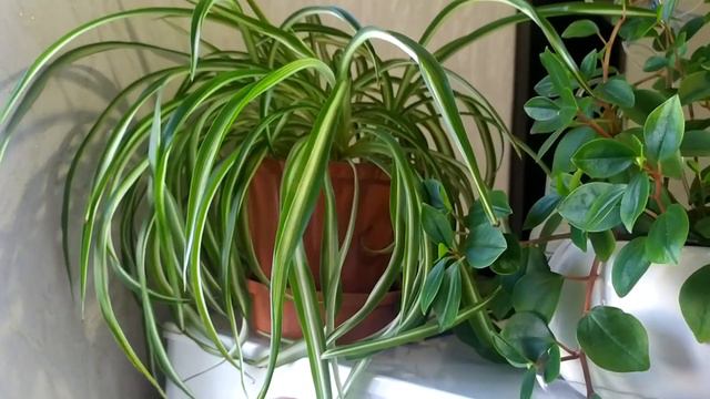 ВСЕ МОИ КОМНАТНЫЕ РАСТЕНИЯ! смотреть онлайн