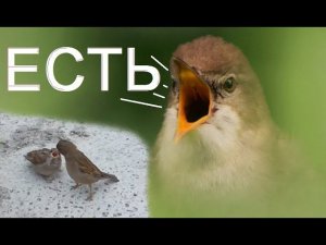 Воробьиха кормит маленького воробья