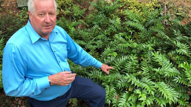 Plant Features: Holly Fern смотреть онлайн