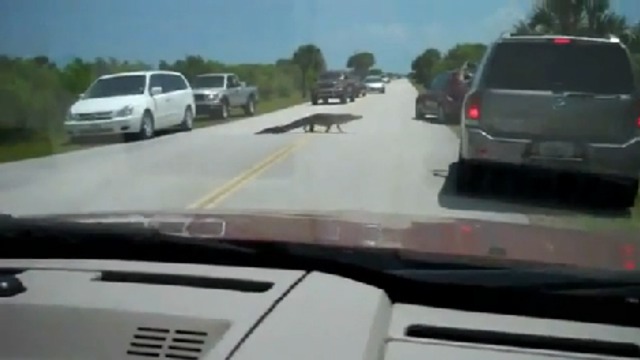 Аллигатор на дороге смотреть онлайн