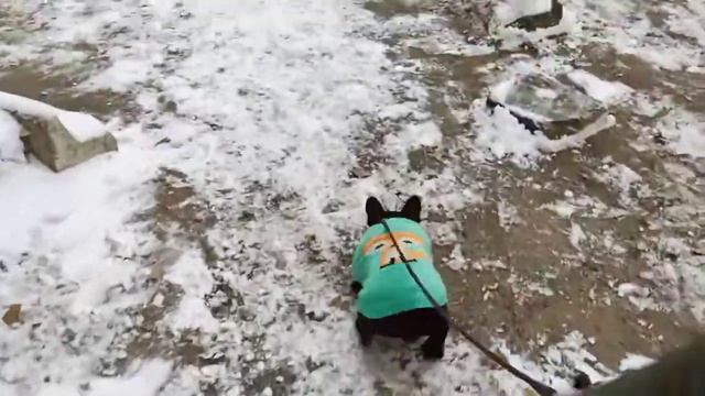 Французский бульдог и Игрушки для привлечения внимания собак смотреть онлайн