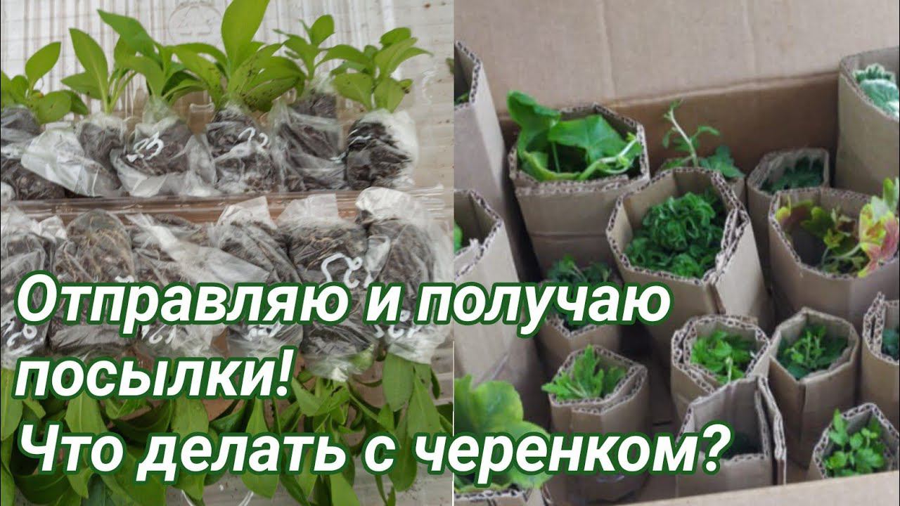 Отправляю посылки и получаю! Что делать с черенком после получения? смотреть онлайн