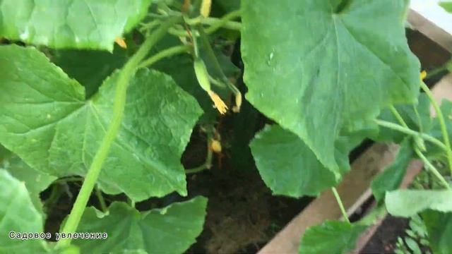 Огурец Фен Шуй и моя огуречная грядка смотреть онлайн