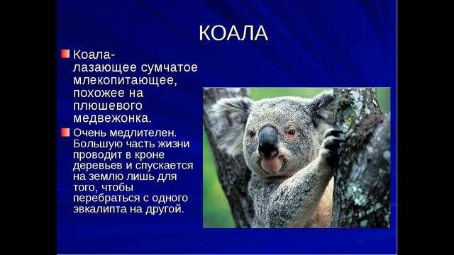 Путешествие по Австралии с Никитой (география 5 класс) смотреть онлайн