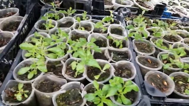 Стевия. Весеннее пробуждение, размножение. смотреть онлайн