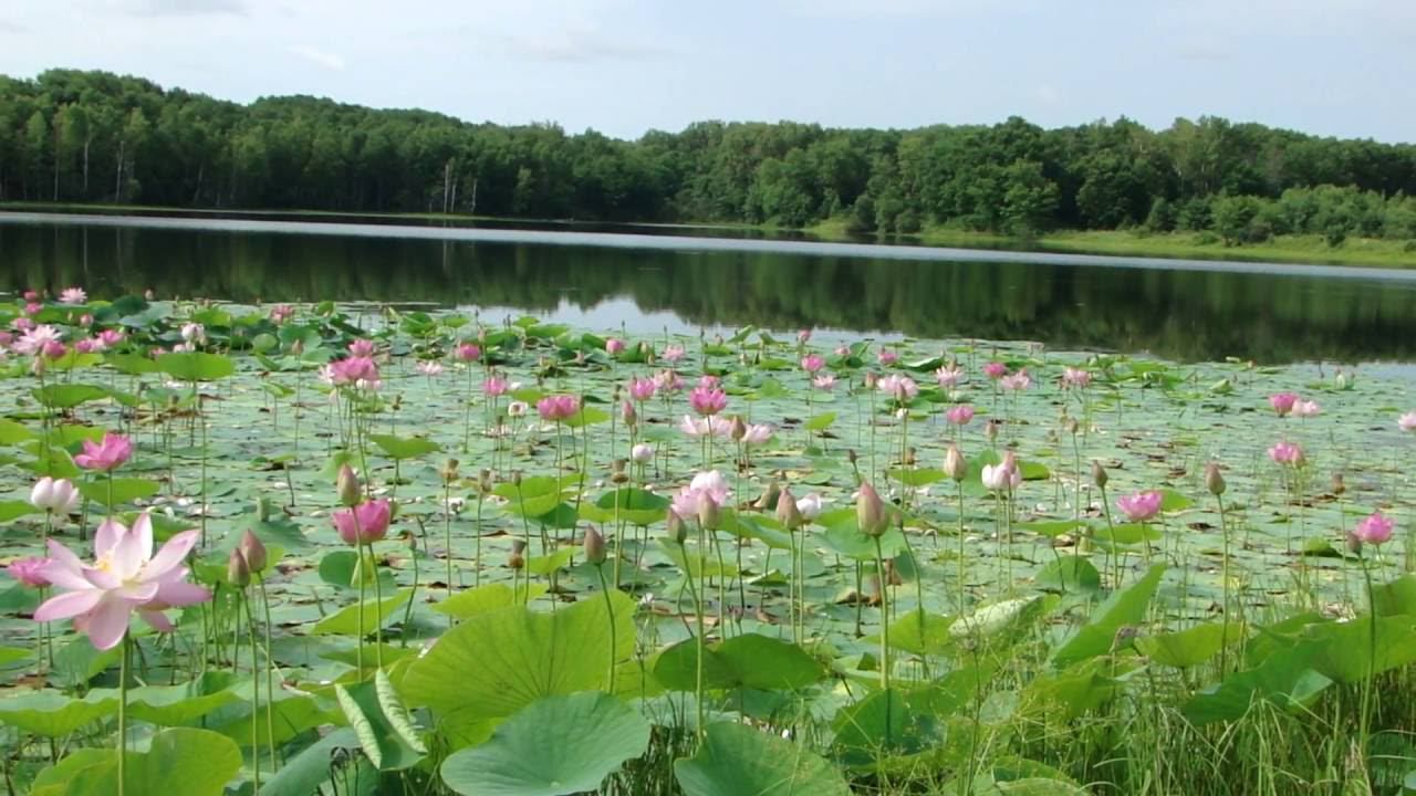 Цветение лотосов в Приморье. Панорамный обзор. смотреть онлайн